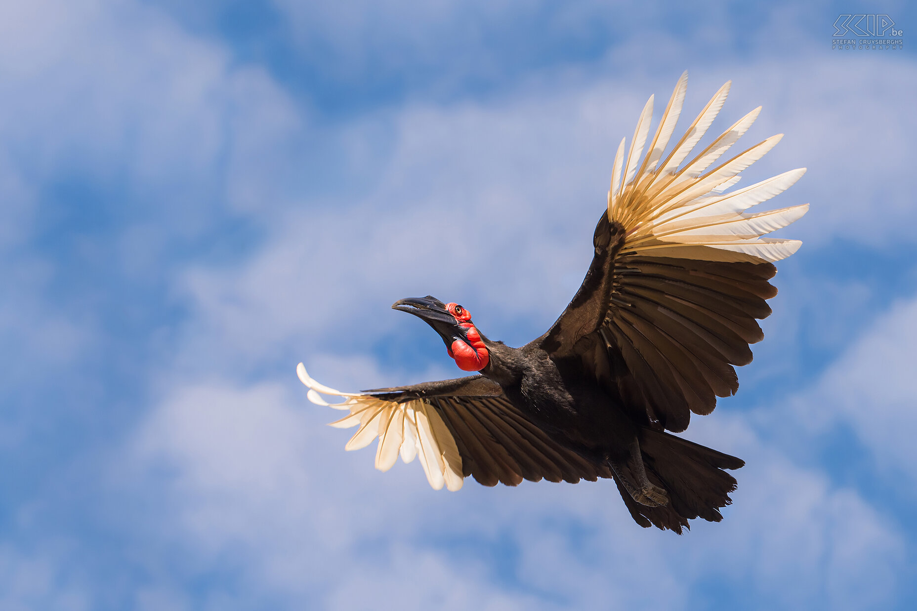 South Luangwa - Flying ground hornbill The Southern ground hornbill (Bucorvus leadbeateri ) is the largest species of hornbill and it can be found in eastern and southern Africa. This bird is 90 to 129 centimetres long and weighs between 4 and 6 kilograms.  They forage on the ground where they feed on rodents, reptiles, frogs and insects. I already saw them in several African countries but I thought they couldn't fly. But during a game drive in South Luangwa national park in Zambia we saw a ground hornbill sitting high in a tree and then it suddenly flew away. Wow, it was fantastic to see this impressive bird flying.<br />
<br />
 Stefan Cruysberghs